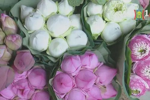 Hà Nội mùa sen trăm cánh