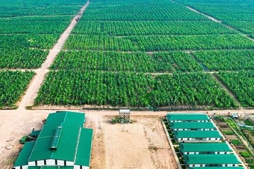 Thaco Agri của ông Trần Bá Dương bắt đầu có lãi