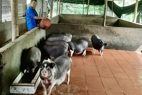 Tuổi trẻ Bảo Lạc lập thân, lập nghiệp