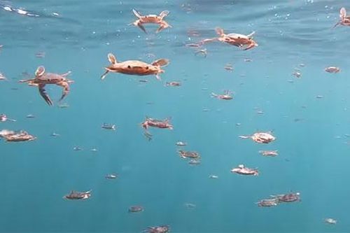 Có thể bạn chưa biết: Hóa ra cua cũng biết bơi!