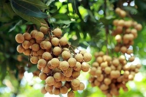 Nhãn Ido giảm giá mạnh