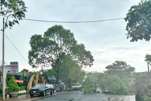 An Giang hàng loạt cây xanh gãy ngã trong cơn mưa lớn kèm gió mạnh