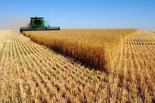 Thời tiết bất lợi, Nga khẳng định đáp ứng các cam kết về xuất khẩu ngũ cốc