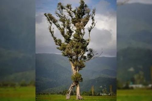 Độc đáo 'cây biết đi' ở New Zealand