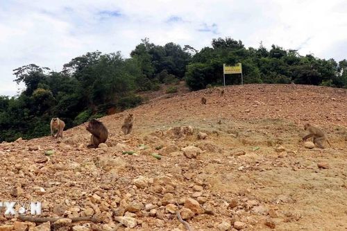 Hà Tĩnh: Đa dạng động, thực vật trong 'Ngôi nhà Sao la'