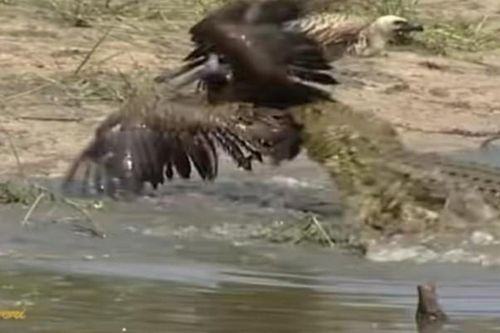 Clip: Mưu hèn kế bẩn như cò Marabou 'mượn tay' cá sấu để tiêu diệt đối thủ