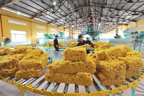 Quản lý chất lượng mủ cao su để tăng cạnh tranh