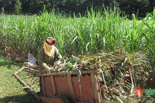 Ngành mía đường khởi sắc quý đầu năm, nhưng doanh nghiệp vẫn lo 'căn bệnh mãn tính'