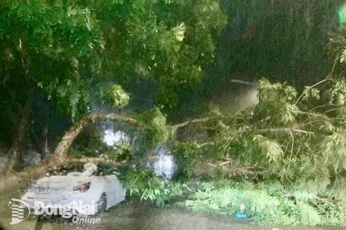 Cây xanh bật gốc trong mưa dông đè xe ô tô tại huyện Xuân Lộc