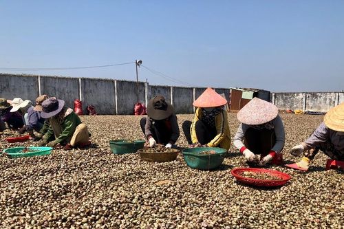 Tập trung phát triển diện tích cây công nghiệp chủ lực của tỉnh
