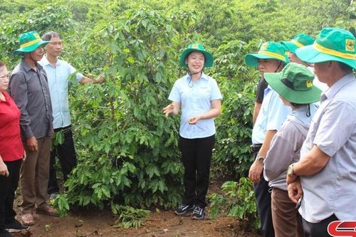 Canh tác cà phê thông minh thích ứng với biến đổi khí hậu