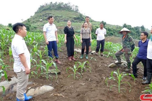 Khẩn trương phòng trừ sinh vật gây hại cây ngô