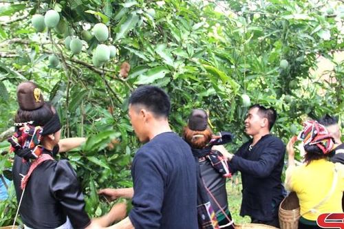 Sôi nổi, hấp dẫn phần thi hái xoài