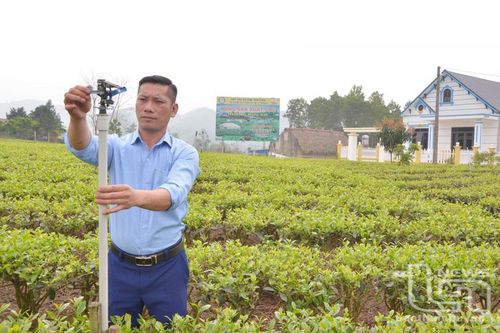 Nâng hàm lượng khoa học - công nghệ trong sản xuất chè