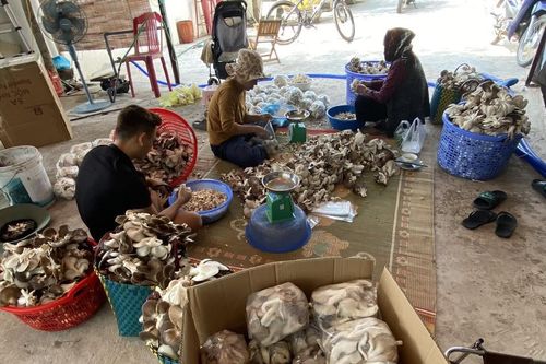 Mô hình trồng nấm sạch ở Thái Bình cho thu nhập hàng trăm triệu đồng mỗi năm