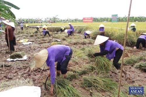 Sắp diễn ra lễ hội lúa rươi hữu cơ Tứ Kỳ tại Hải Dương
