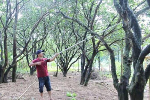 Nông dân xứ Huế lo lắng khi đặc sản thanh trà mất mùa