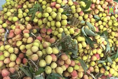 Hưng Yên mùa vải chín | Trăm miền hội tụ | 07/06/2024