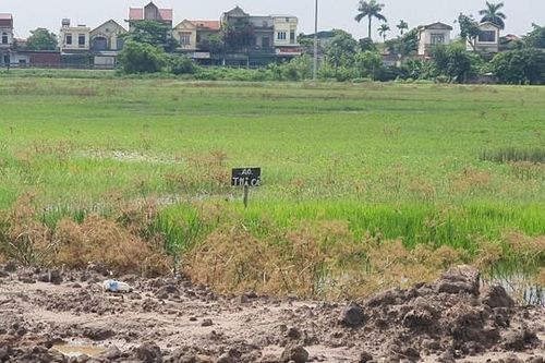 Dự án CCN Yên Bằng - Nam Định sau 3 năm thi công vẫn là đầm lầy, trở thành nơi thả cá