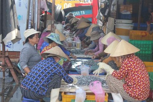 Nhọc nhằn mưu sinh từ công việc phân loại cá biển