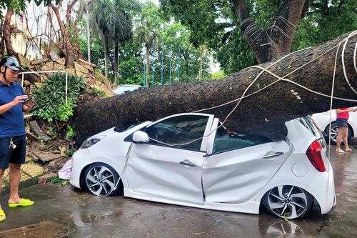 Hải Phòng: Cây xà cừ bật gốc đè bẹp ô tô con