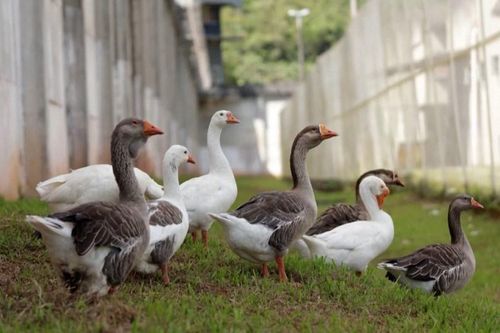 Độc lạ nhà tù dùng ngỗng làm lính gác