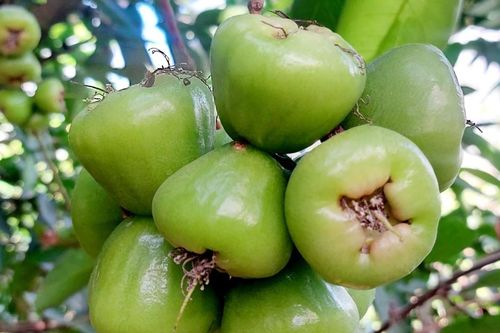 Cho mận xanh đường 'ngủ màn', nông dân thu hàng trăm triệu mỗi năm
