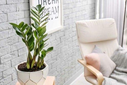 4 điều cần tránh khi trồng cây kim tiền trong nhà