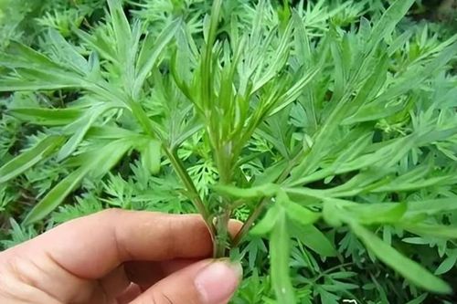 'Vua thảo mộc' rẻ bèo mọc khắp vườn quê Việt, trị đau khớp