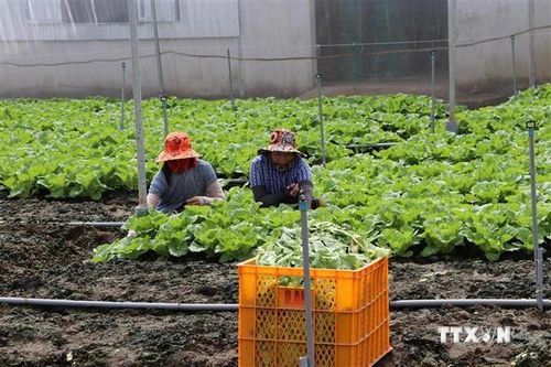Hạn mặn, nông dân Tiền Giang vẫn thu 300 triệu/ha nhờ trồng rau VietGAP