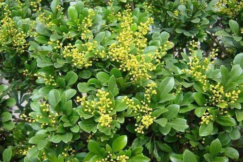 Trồng cây hoa ngâu trước nhà, theo phong thủy tốt hay không?