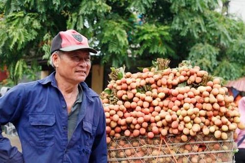Kẻ khóc, người cười mùa vải thiều