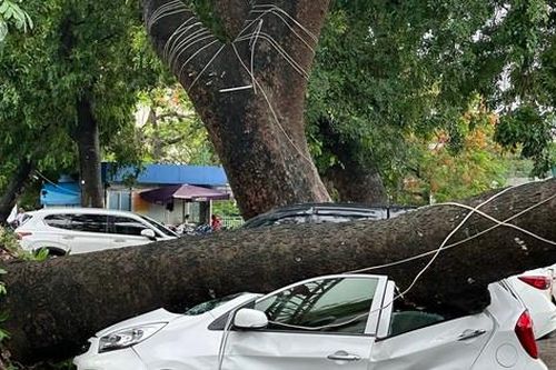 Cây xà cừ cổ thụ bật gốc, đè bẹp ô tô ở Hải Phòng