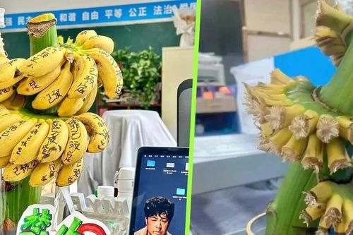 Trào lưu cắm chuối xanh chờ chín để 'chữa lành' ở Trung Quốc