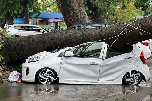 Cây cổ thụ ở Cung Văn hóa thể thao thanh niên Hải Phòng bật gốc, đè bẹp ô tô