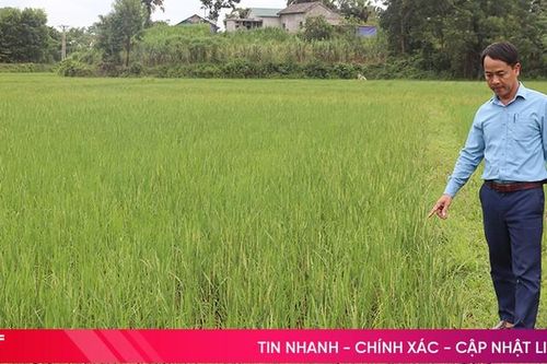 Thiếu nước, hơn 40 ha đất trồng lúa ở xã Quang Thọ không thể sản xuất vụ hè thu