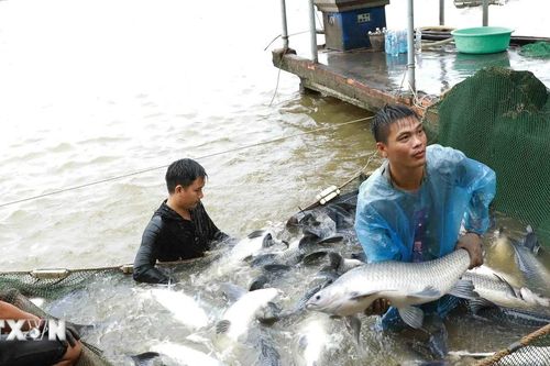 FAO: Sản lượng nuôi trồng thủy sản lần đầu tiên vượt sản lượng đánh bắt