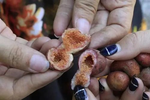 Quả dại 'đẻ trứng' nhung nhúc, vị ngọt như mật ong, hơn nửa triệu/kg mà hái không kịp bán