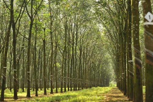 Nông sản Việt trước yêu cầu của thị trường EU