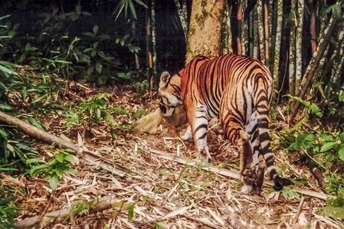 Quảng Bình: Xác minh thông tin người dân phát hiện hổ tự nhiên ở trong rừng sâu