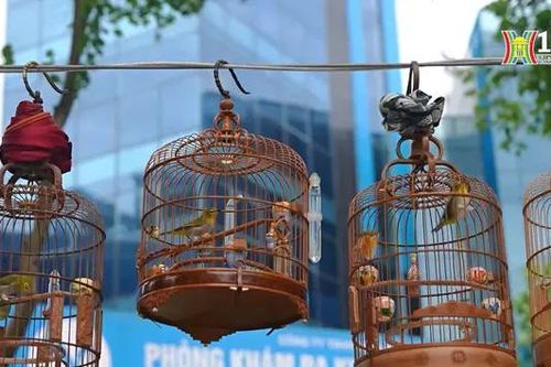 Thú vui uống trà đá, ngắm chim hót