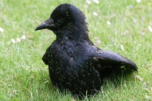 Phủ kiến lên khắp cơ thể, một hành vi kỳ lạ và bí ẩn ở số loài chim