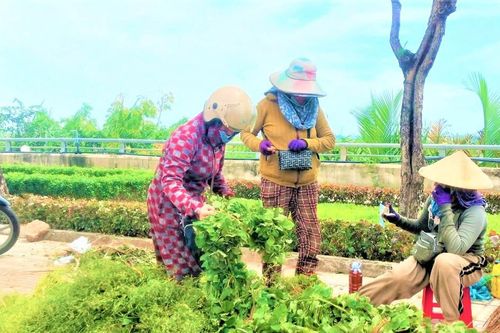 Quảng Nam: Người dân hái 'lá mùng 5' phục vụ Tết Đoan Ngọ
