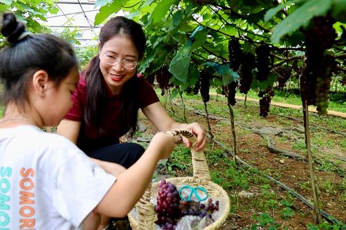 Hấp dẫn với du lịch trải nghiệm vườn nho ở Hòa Bình