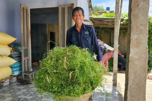 Làng trồng lá mùng năm bán dịp Tết Đoan Ngọ ở xứ Quảng