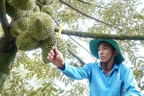 Anh nông dân 'bỏ phố' về quê, kiếm 1 tỷ nhờ trồng cây 'lạ'