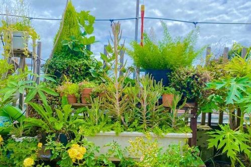 Cặp vợ chồng ở Đắk Lắk chi 50 triệu làm khu vườn 'trên mây'
