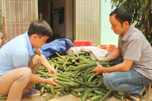 Liên kết sản xuất nông nghiệp giúp người dân tộc thiểu số thoát nghèo