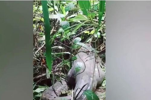 Phát hiện thi thể một phụ nữ Indonesia bị trăn nuốt chửng