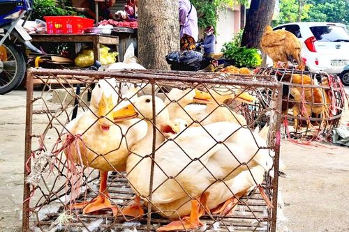 Thị trường Tết Đoan ngọ: Mua sắm online chiếm ưu thế